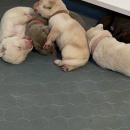 Labrador Retriever Puppies from North Trail Retrievers