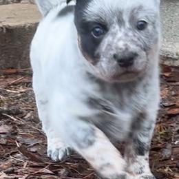 Little Girl Solo - Blue speckled female Australian Cattle Dog puppy in Aiken, South Carolina from Rusty Blue Dog Farm