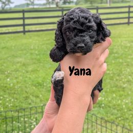 Yana - Black and white female Cavapoo puppy in Amboy, Indiana from Wag'in Tails