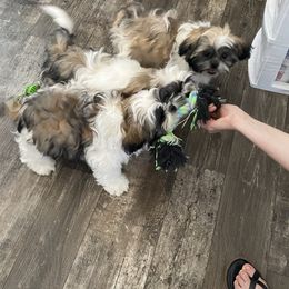 Shih Tzu Puppies from Willow Lane Shih Tzus