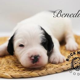 Benedict Bridgerton - Black and white male Sheepadoodle puppy in Edmond, Oklahoma from Rock N Roll Doodles