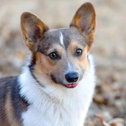 Stoney  - Pembroke Welsh Corgi