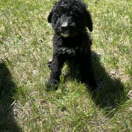 White Girl - Bernedoodle puppy in Wexford County, Michigan from Blissful Bernedoodles