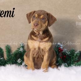Remi - Chocolate Catahoula Leopard Dog puppy in Trout, Louisiana from Diamond H Ranch
