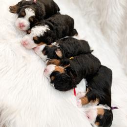 Bernedoodle, Goldendoodle, and Poodle Puppies from Teddy Doodles & Standard Poodles