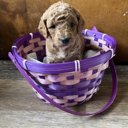 Cavapoo Puppies from Jorden’s Cavapoo’s