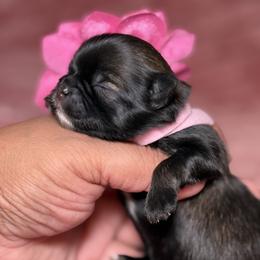 Shih Tzu Puppies from Spoiled ShihTzu LLC