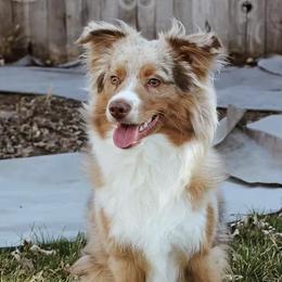 Australian Shepherds from Our Barn Aussies