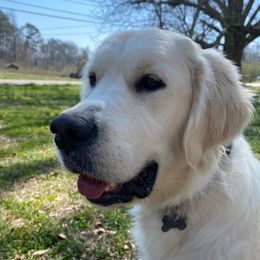 Golden Retrievers from Clems Goldens