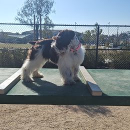 Harmony - Miniature Schnauzer