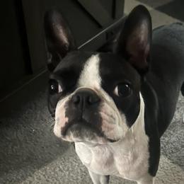 Boston Terriers from Down South Bostons
