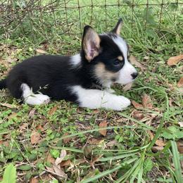 American Corgi and Pembroke Welsh Corgi Puppies from Swell Corgis