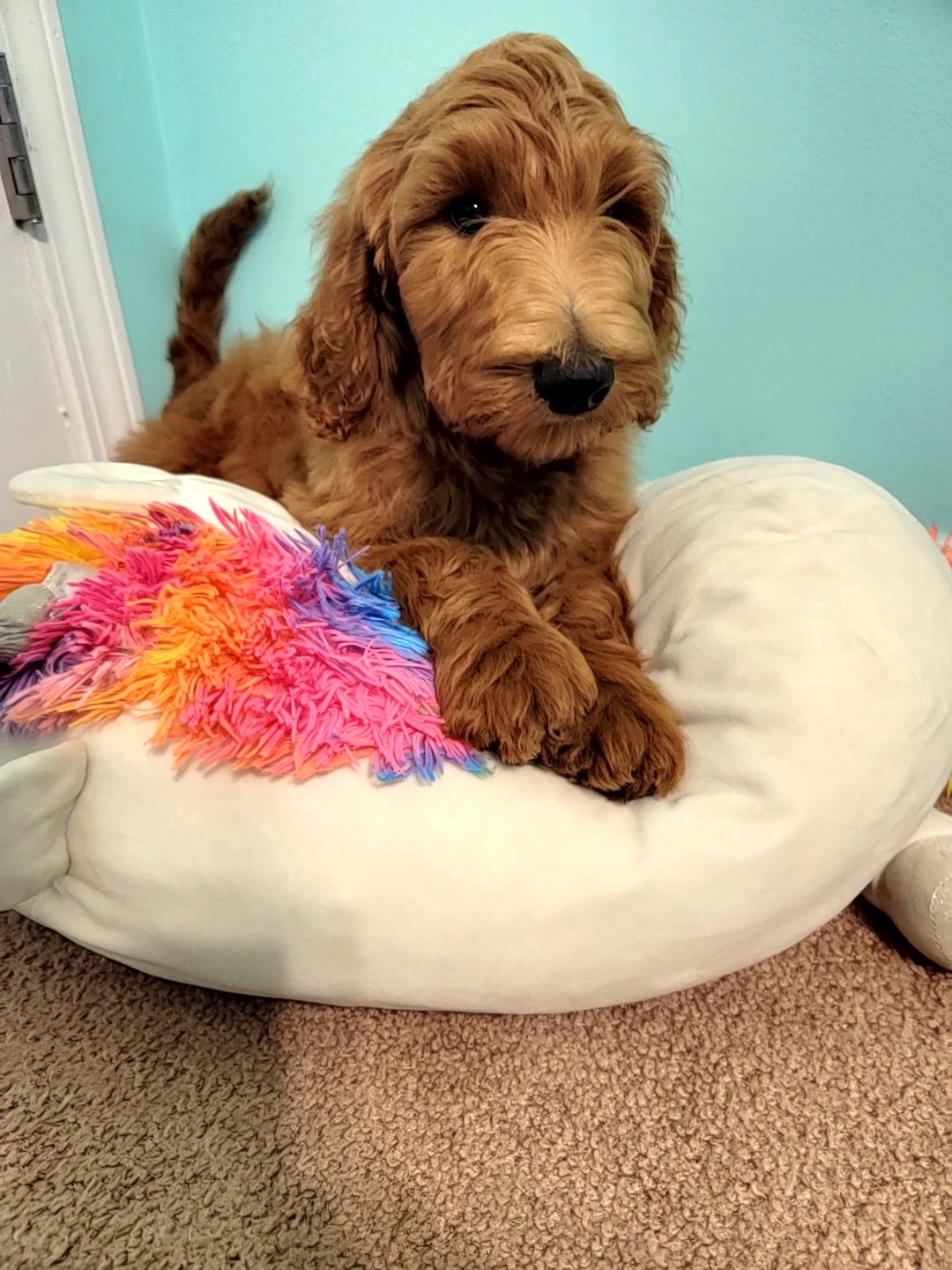 Faith - Red Labradoodle puppy in Mckenzie, Tennessee from Small Town Doodles & Poodles