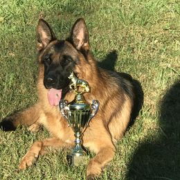 Tozzi - German Shepherd