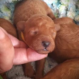Lemonade - Apricot Mini Poodle Raised in Home - Apricot female Poodle puppy in Falcon, Missouri from Cedar House Heritage Poodles | AKC Toy & Miniature Poodle Puppies Raised in Home