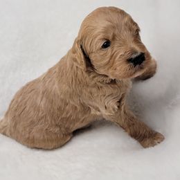 Goldendoodle Puppies from Lake Village Doodles