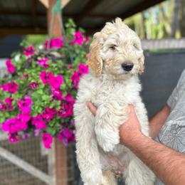 F1 Goldendoodle Purple collar - Cream female Goldendoodle puppy in Rainier, Washington from Hanson’s NW Goldens & Doodles