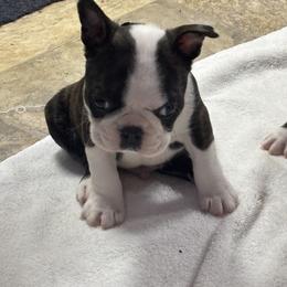 Boy 2 - Brindle and white male Boston Terrier puppy in Alabama from Southern Bulldogs
