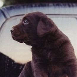 Labrador Retrievers from Ivy Spring Farms