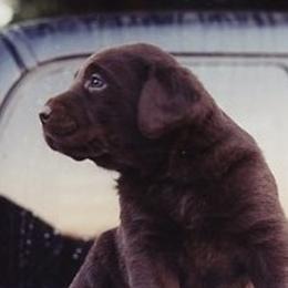 Labrador Retrievers from Ivy Spring Farms