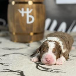 KIMBER - Phantom female Bernedoodle puppy in Corpus Christi, Texas from The Henke Doodles