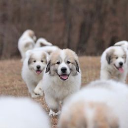 Great Pyrenees and Leonberger Puppies from Easter Acres