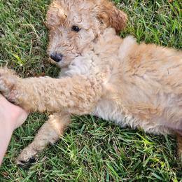 Dorothy - Apricot female Goldendoodle puppy in Lumberton, Texas from SETX Doodle Den LLC