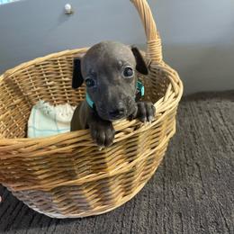 Sofia - Seal female Italian Greyhound puppy in Lancaster, Missouri from White Stone Ranch