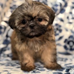 Macchiato TINY - Red and tan female Shih Tzu puppy in Central, South Carolina from SarMel