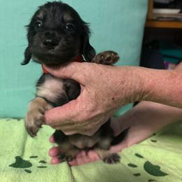 Red girl - Black and cream female Dachshund puppy in Live Oak, Florida from The Weenie Herd Mom