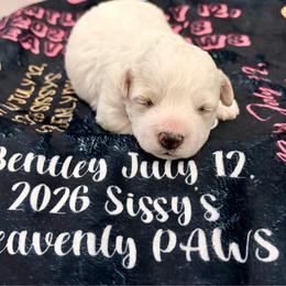 Bentley boy 3 (ghost) - White and buff male Bichon Frise puppy in Lavon, Texas from Sissy’s Heavenly Paws