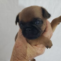 Toby - Red male Brussels Griffon puppy in Nc, Florida from Brusseluv2