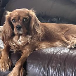 Millie - Cavalier King Charles Spaniel