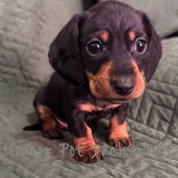 Huk - Black and tan male Dachshund puppy in Glen Saint Mary, Florida from 🍯 Honey Pot Dachshunds 🐾