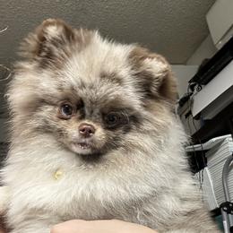 Pomeranian Puppies from Heartlove Poms