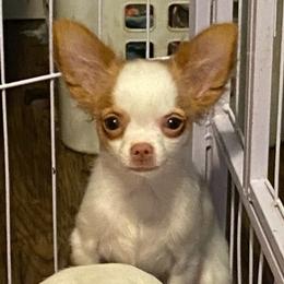 Rourk - Gold and white male Chihuahua puppy in Red Bluff, California from Aye Chihuahua