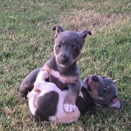 Ozzy - Blue and white male Teddy Roosevelt Terrier puppy in Claremore, Oklahoma from Travelin' Man Terriers
