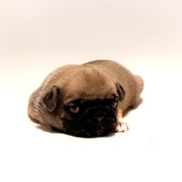Ivy (purple collar) - Fawn female Pug puppy in Hereford, Arizona from Broken Road Ranch Pugs