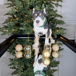 Panda - Black tri-color female American Bully puppy in Nashville, Tennessee from SimplyBullies