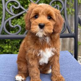 Nemo - Red male Australian Labradoodle puppy in Roseville, California from Darby Park Doodles