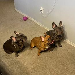 French Bulldog All Grown Up from Life’s Kennels