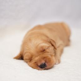 Golden Retriever Puppies from Dixie Goldens