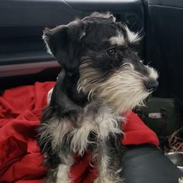 Little man - Miniature Schnauzer