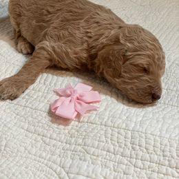 Girl 3 - Cream Poodle puppy in Gate City, Virginia from Four Fillies Farm