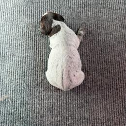 Boy 5 - Brown and gray male Wirehaired Pointing Griffon puppy in Shelley, Idaho from Western Gundogs