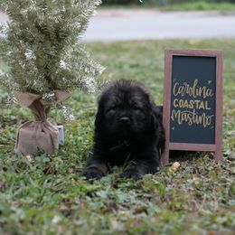 Neapolitan Mastiff and Tibetan Mastiff Puppies from Carolina Coastal Mastinos
