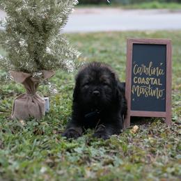 Neapolitan Mastiff and Tibetan Mastiff Puppies from Carolina Coastal Mastinos