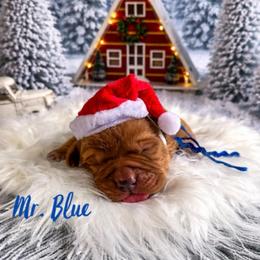 Mr. Blue - Yellow male Labrador Retriever puppy in Lake City, Michigan from Loon Lake Labradors