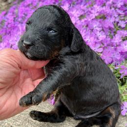 Joseph - Phantom male Bernedoodle puppy in Bowling Green, Ohio from FDF Pyredoodles & Bernedoodles