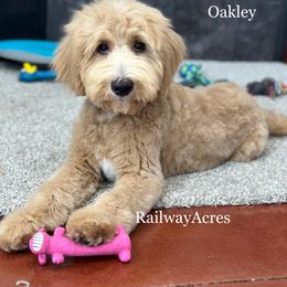 Oakley - Red  male Goldendoodle puppy in Milford, Indiana from Railway Acres Kennel